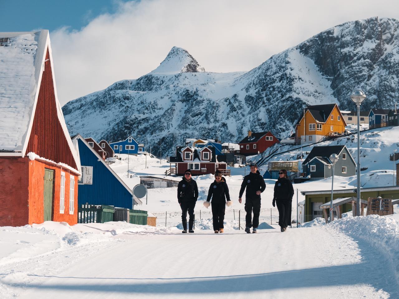 Oxen team walking through Sisimiut, Greenland